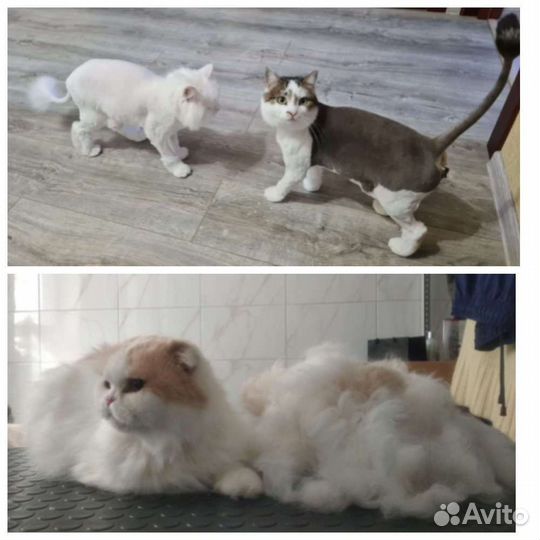 Стрижка собаки и кошки. Чистка зубов ультразвуком