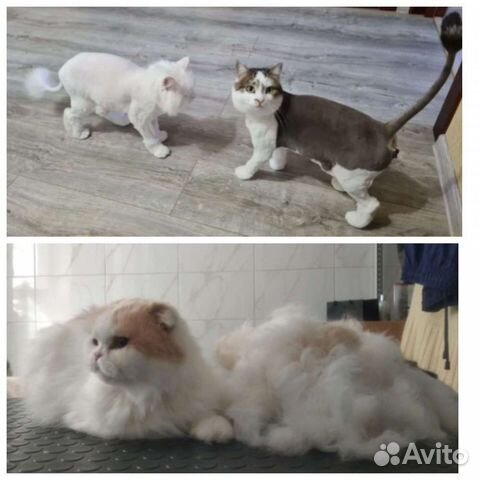 Стрижка собаки и кошки. Чистка зубов ультразвуком