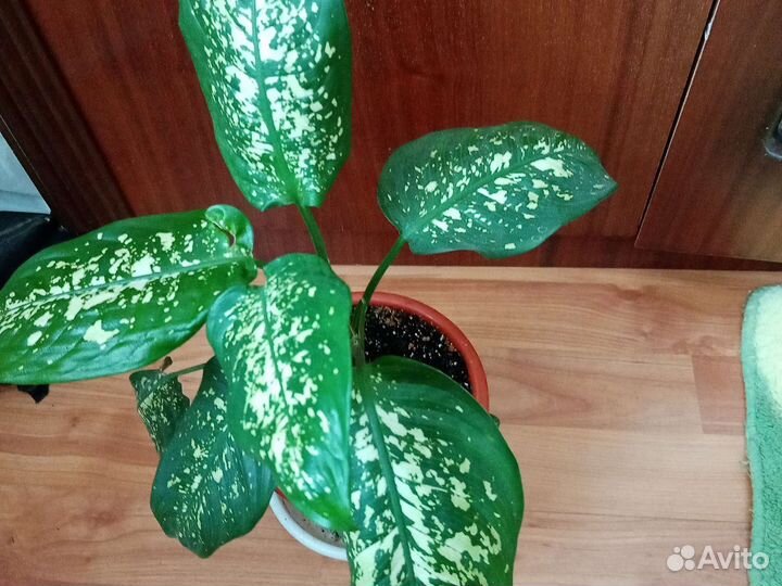 Диффенбахия