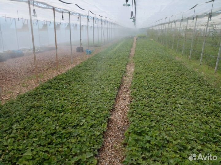 Саженцы клубники фриго оптом и в розницу