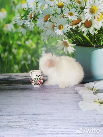 Породные крольчата из питомника