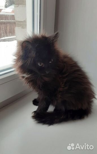 Котёнок ищет дом