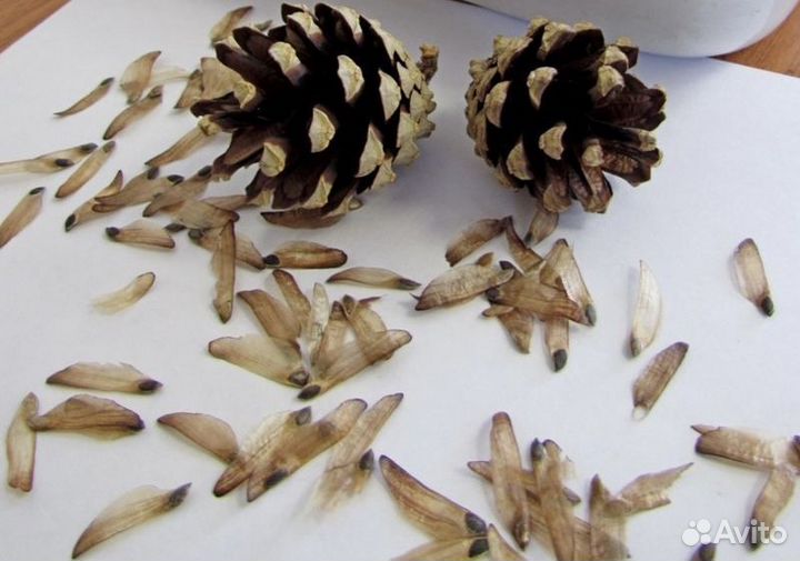 Доставка семян ели