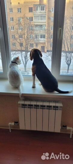 Бигль в добрые руки