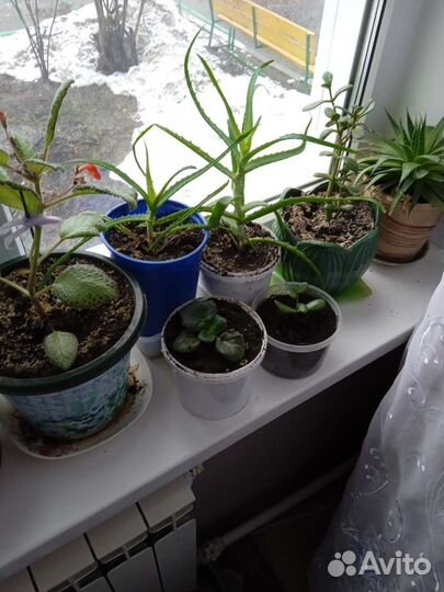 Комнатные цветы