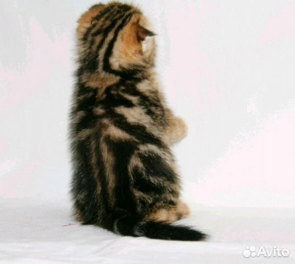 Мраморные вислоухие котята