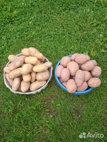 Продам картофель