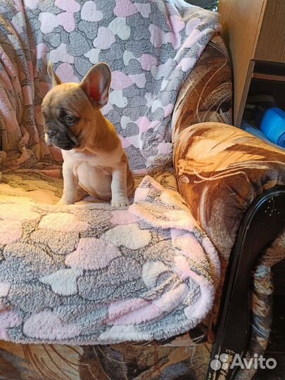 Французский бульдог щенки девочки