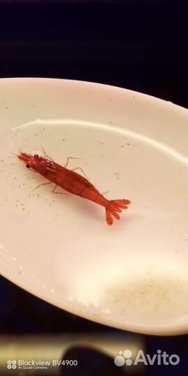 Теодокусы и креветки