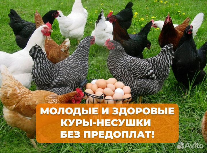 Куры несушки Белые