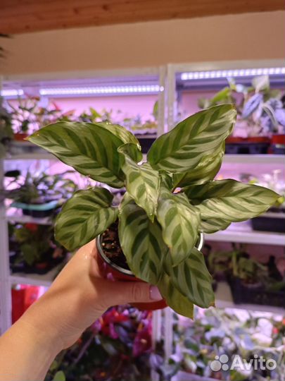 Калатеи и другие комнатные