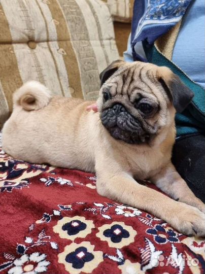 Мопс абрикосовый