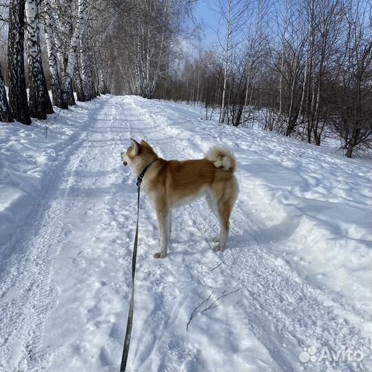 Акита ину вязка