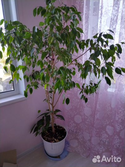Продам фикус