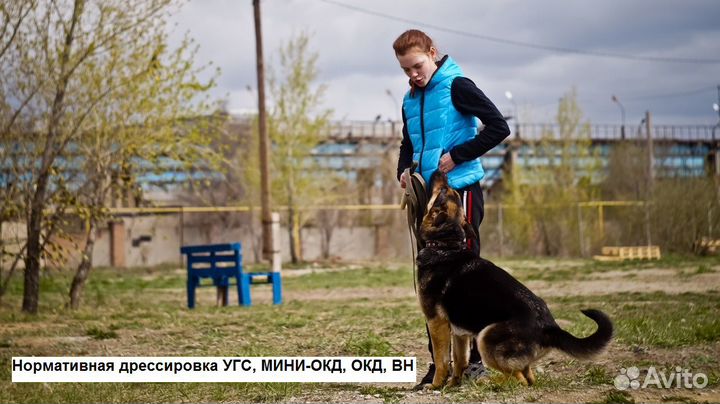 Дрессировка собак-Школа бесконфликтной дрессировки