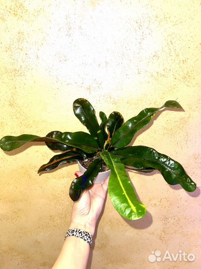 Кодиеум кротон Мамми