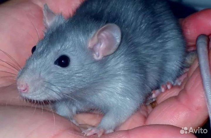 Голубые крыски дамбо, девочки