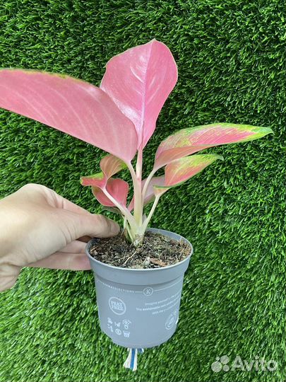 Комнатные растения аглаонема