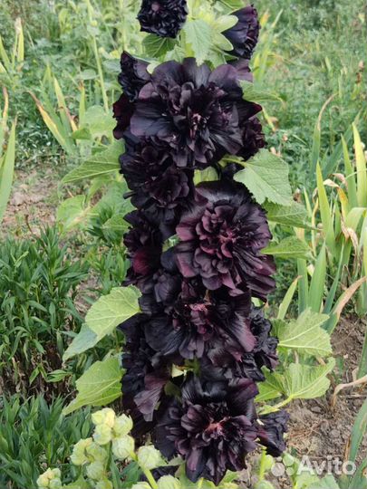 Семена Шток розы (Мальва) 12 сортов