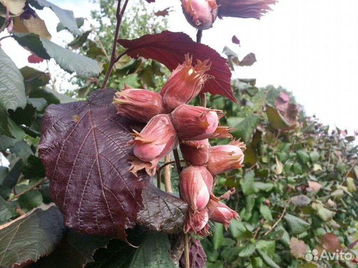 Саженцы фундука