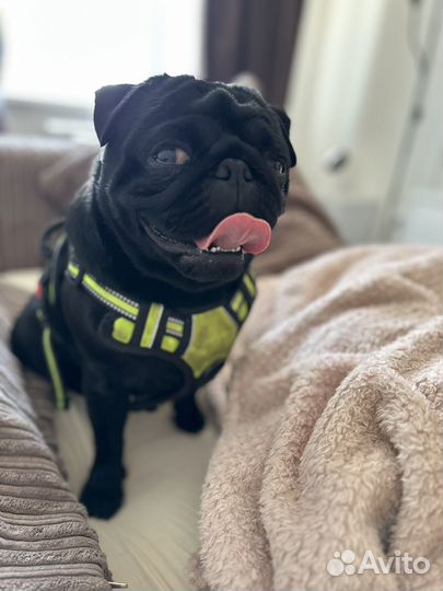 Щенок мопса черный