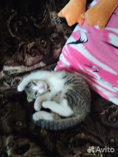 Кошка