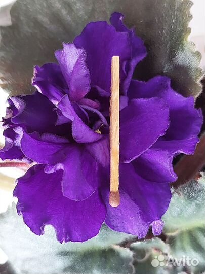 Продам фиалки