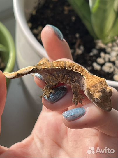 Реснитчатый геккон бананоед
