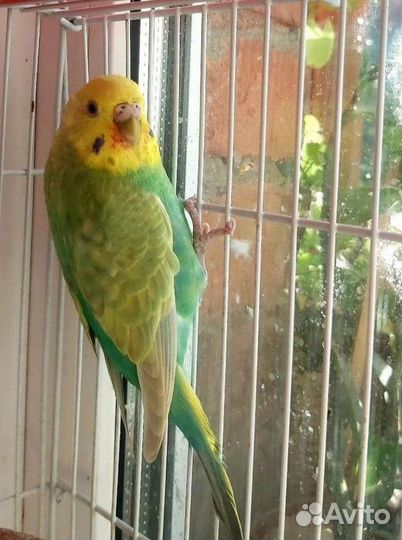 Хагоромо и радужные полукровки