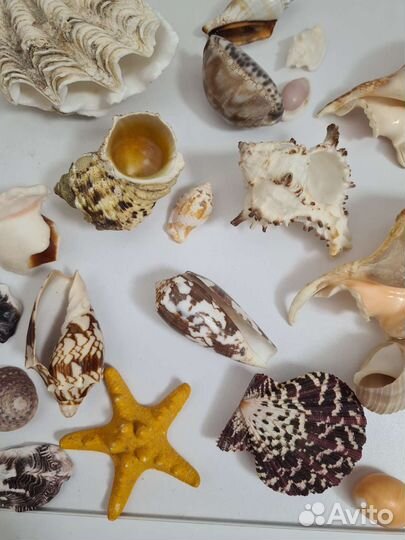 Морские ракушки раковины для аквариума