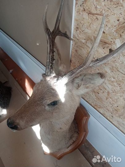 Чучело головы косули