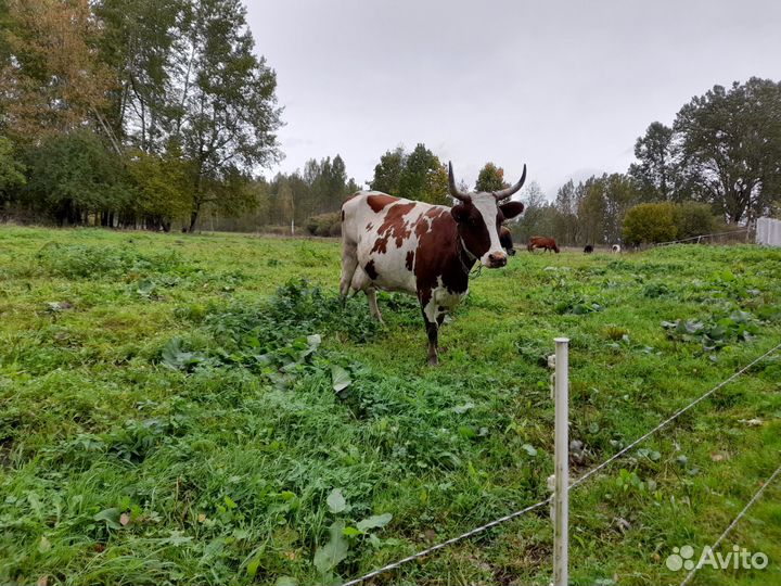 Продаются коровы