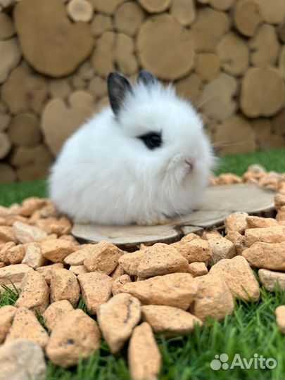 Карликовые декоративные крольчата из питомника