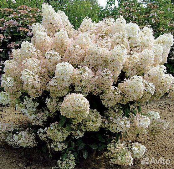 Гортензия Бобо