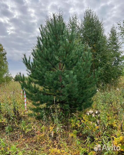 Сосна обыкновенная