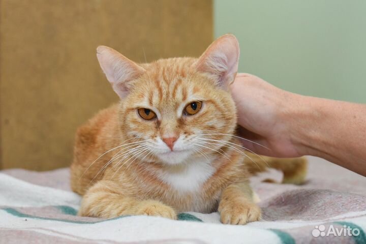 Кот в добрые руки