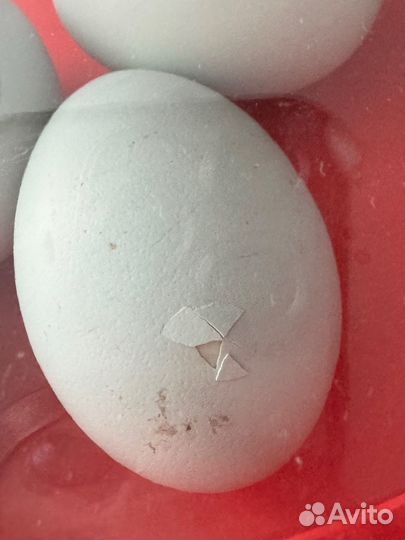Инкубационное яйцо ухейилюй