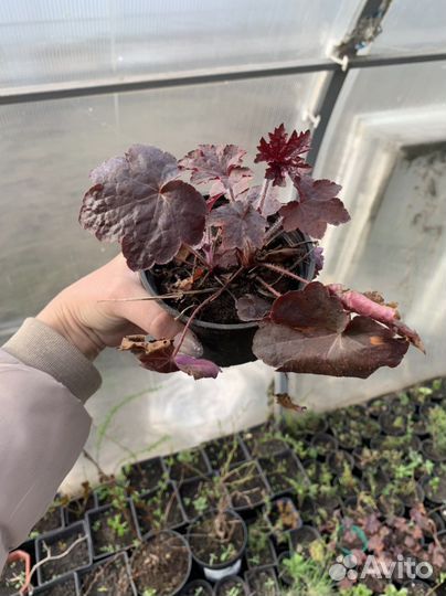 Многолетники для сада