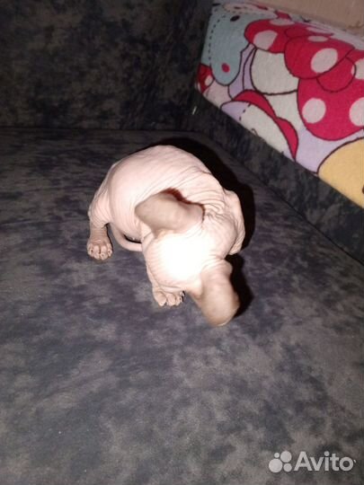 Продам кошку