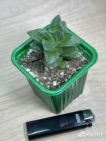 Суккуленты разные