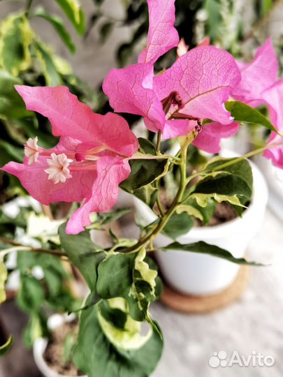 Бугенвиллия Motley India / Eltinto