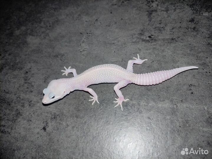 Гекконы эублефары Blizzard