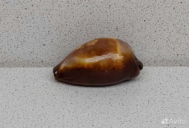 Ципрея Оникс 4,5 морская ракушка раковина