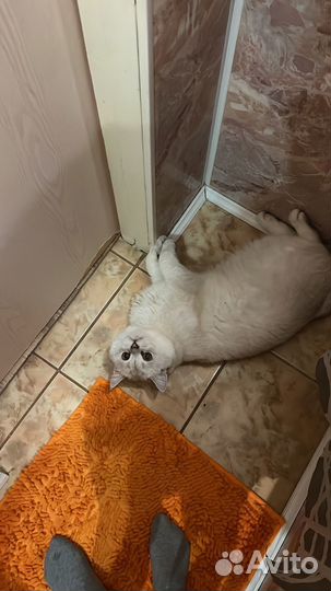 Вязка кота