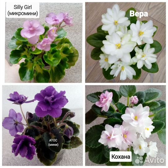 Фиалки миниатюры