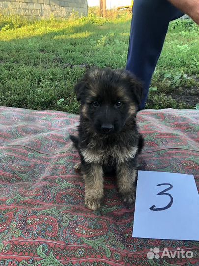 Щенки немецкой овчарки длинношерстной