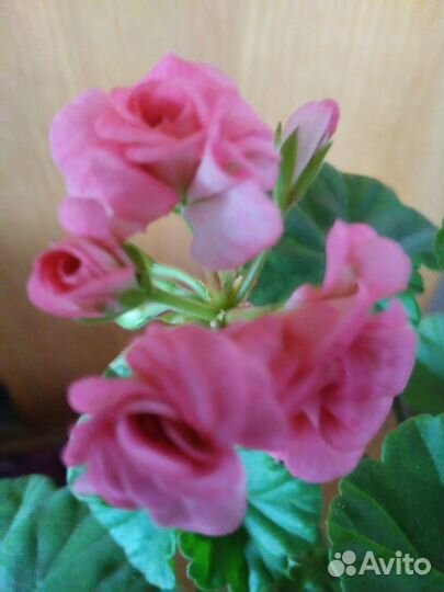 Махровые пеларгонии