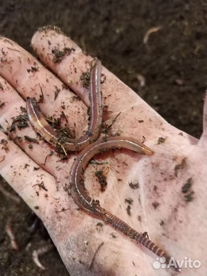 Черви дендробена