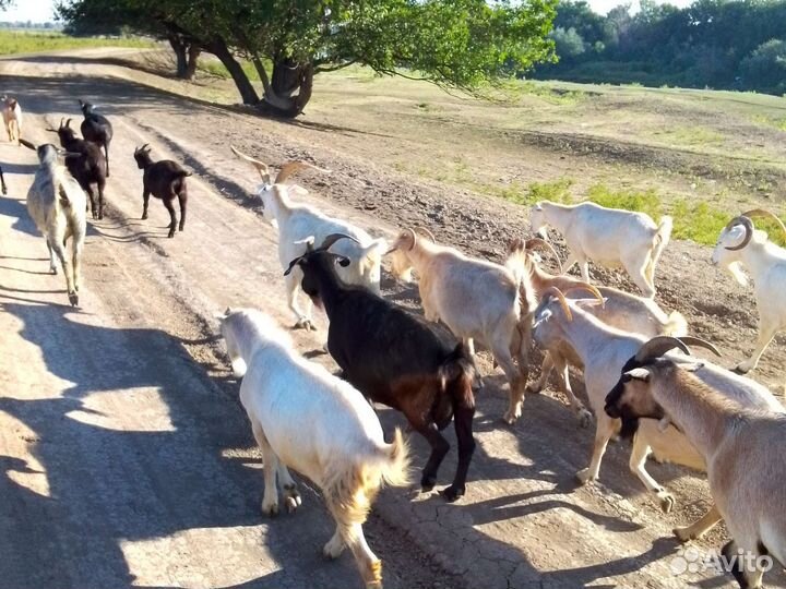 Козлики на племя