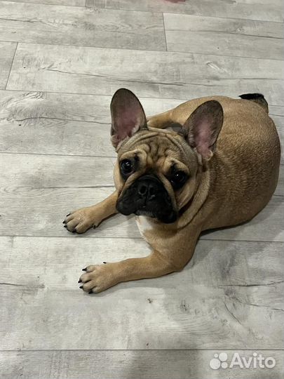 Французский бульдог
